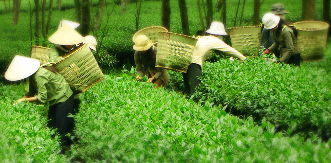 Những búp trà Olong Đất Việt được tuyển chọn và hái bằng tay